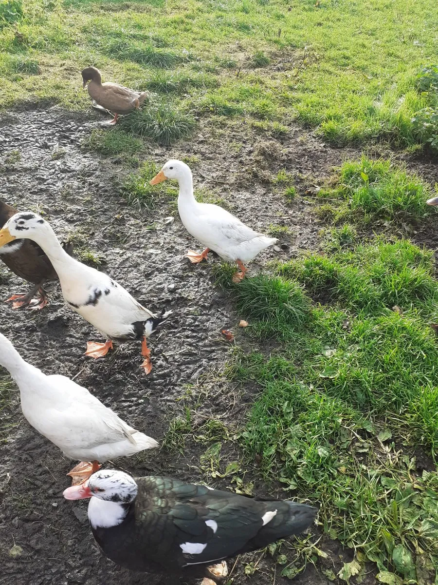 Indian runners, ducks ,hens & Chinese goose wanted - Image 4