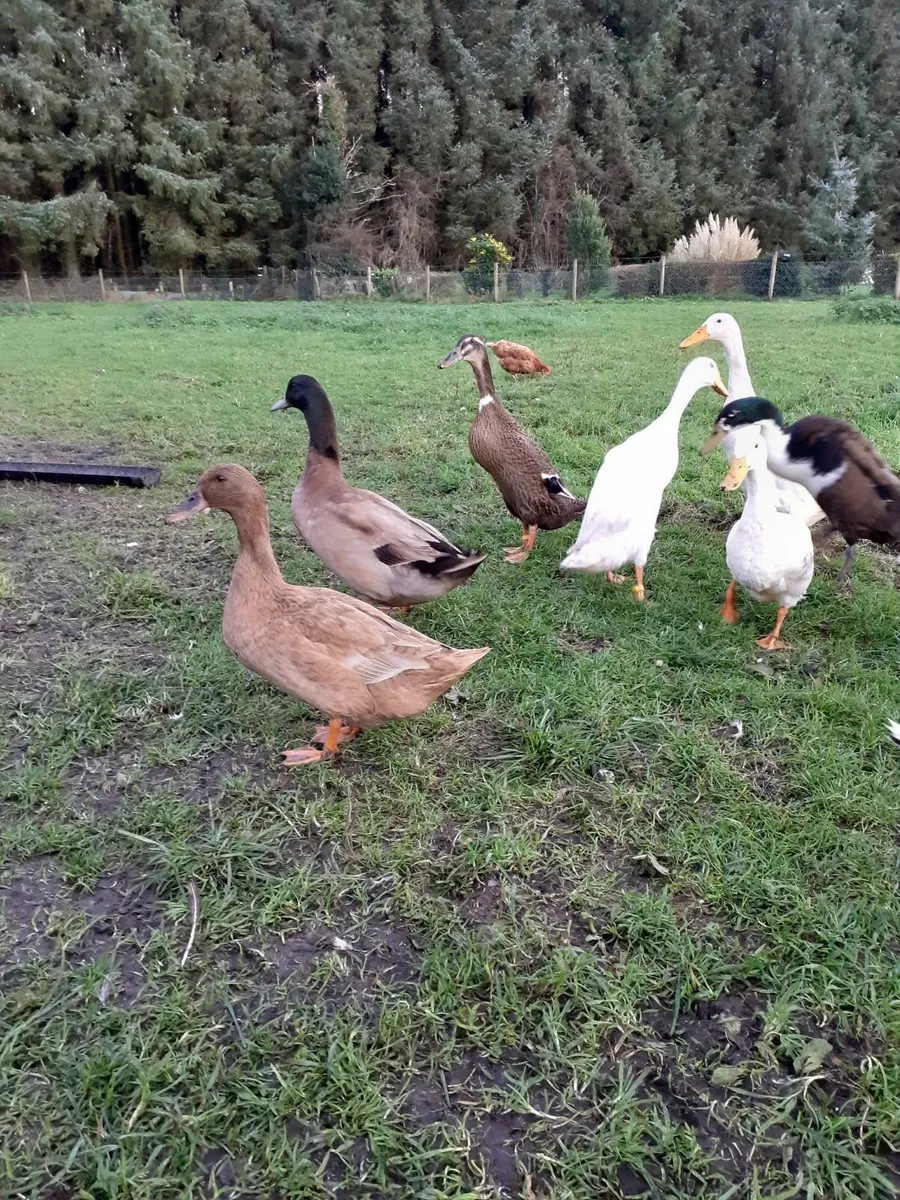 Indian runners, ducks ,hens & Chinese goose wanted - Image 2