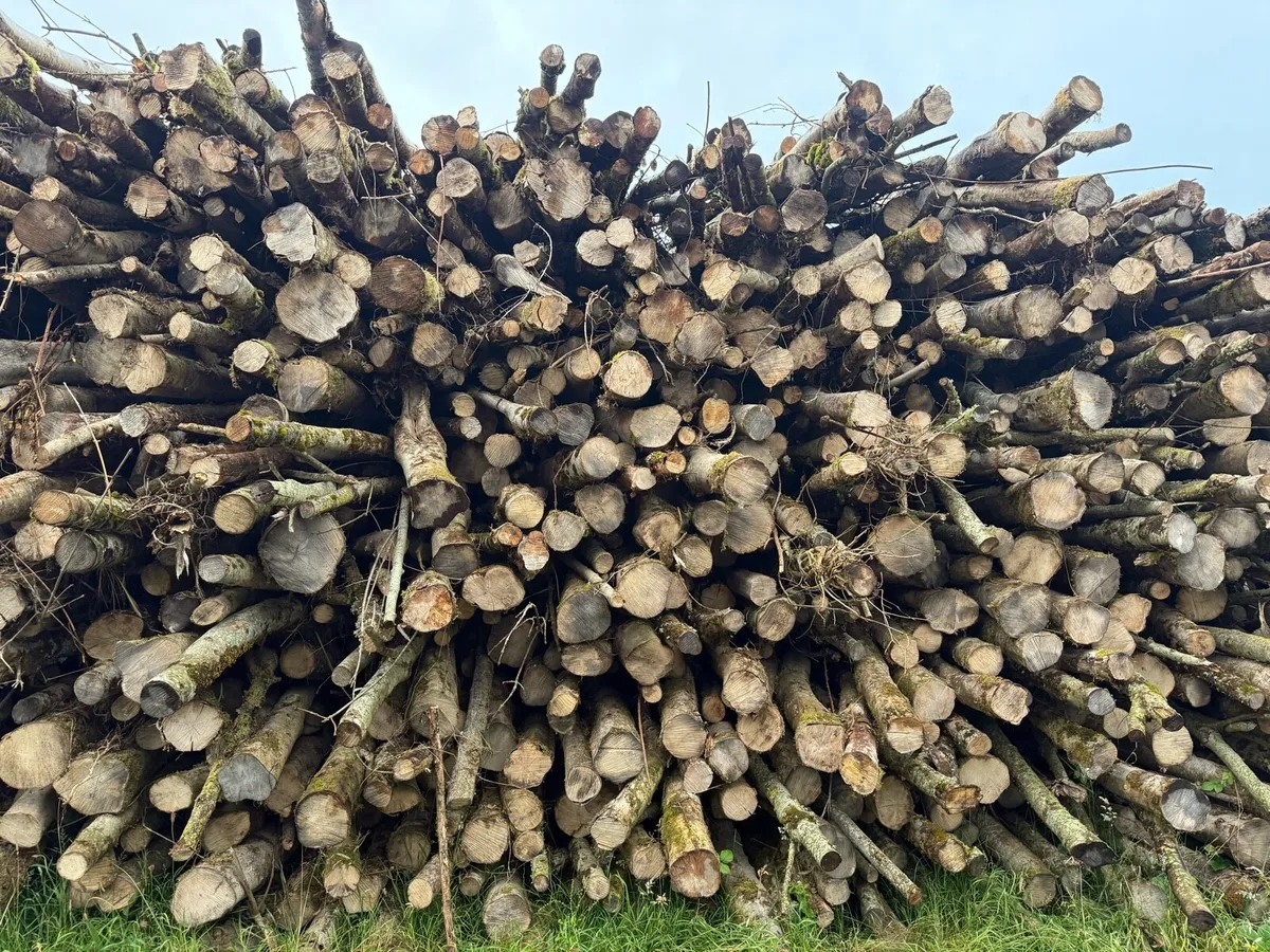 Firewood - Image 1