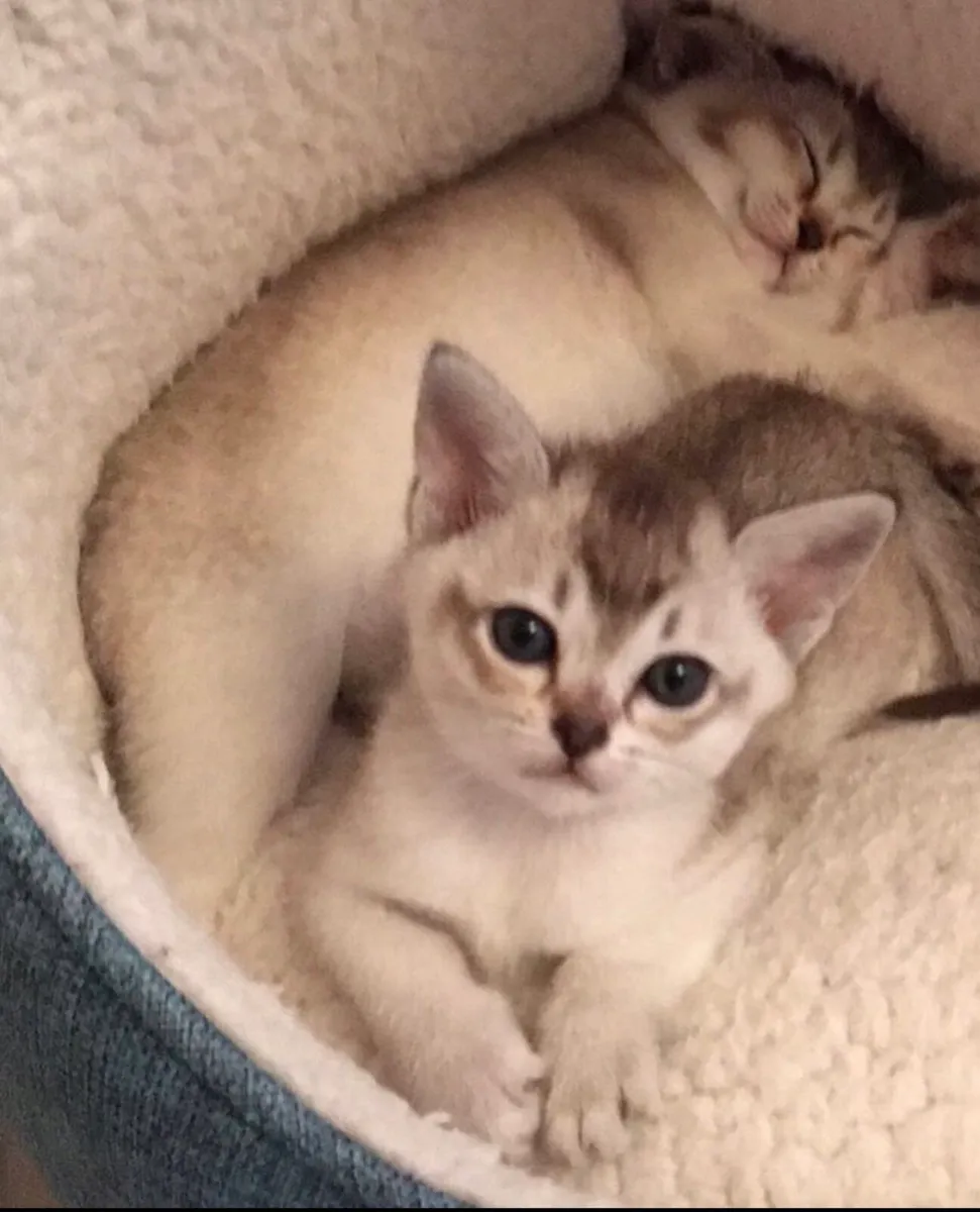 Burmilla kittens🎈🎈 - Image 1