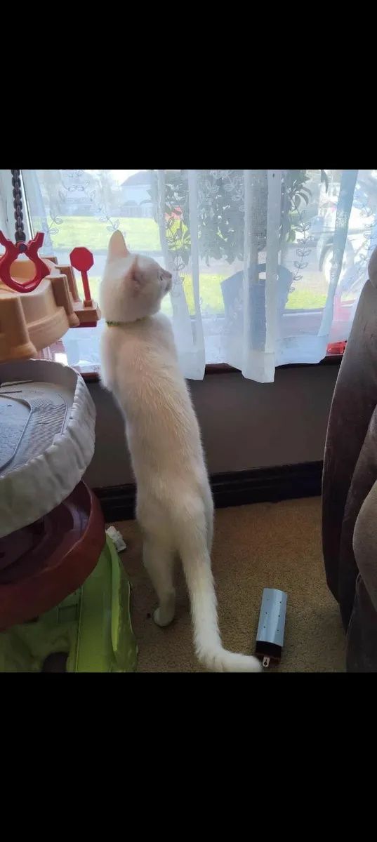 Adorable ❄️ Snowy ❄️ - Image 2