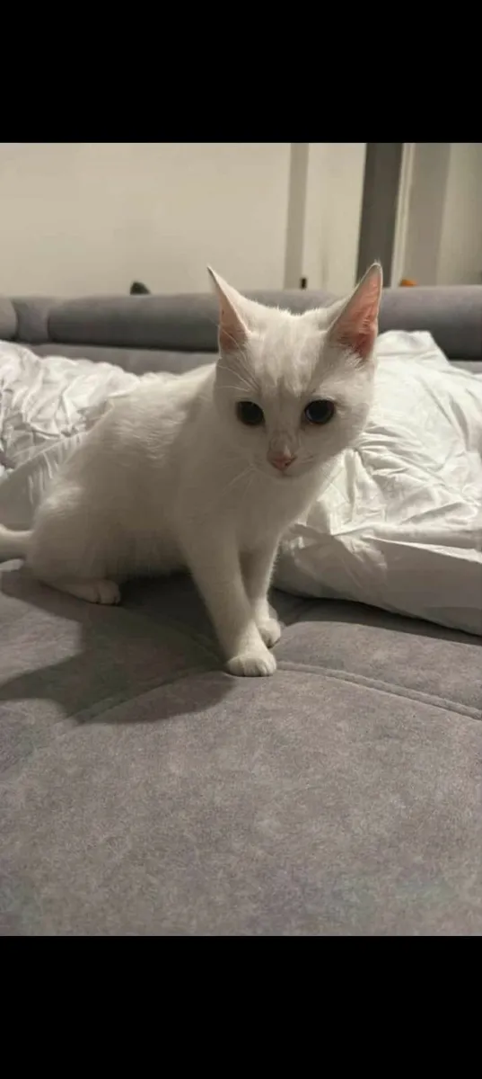 Adorable ❄️ Snowy ❄️ - Image 3