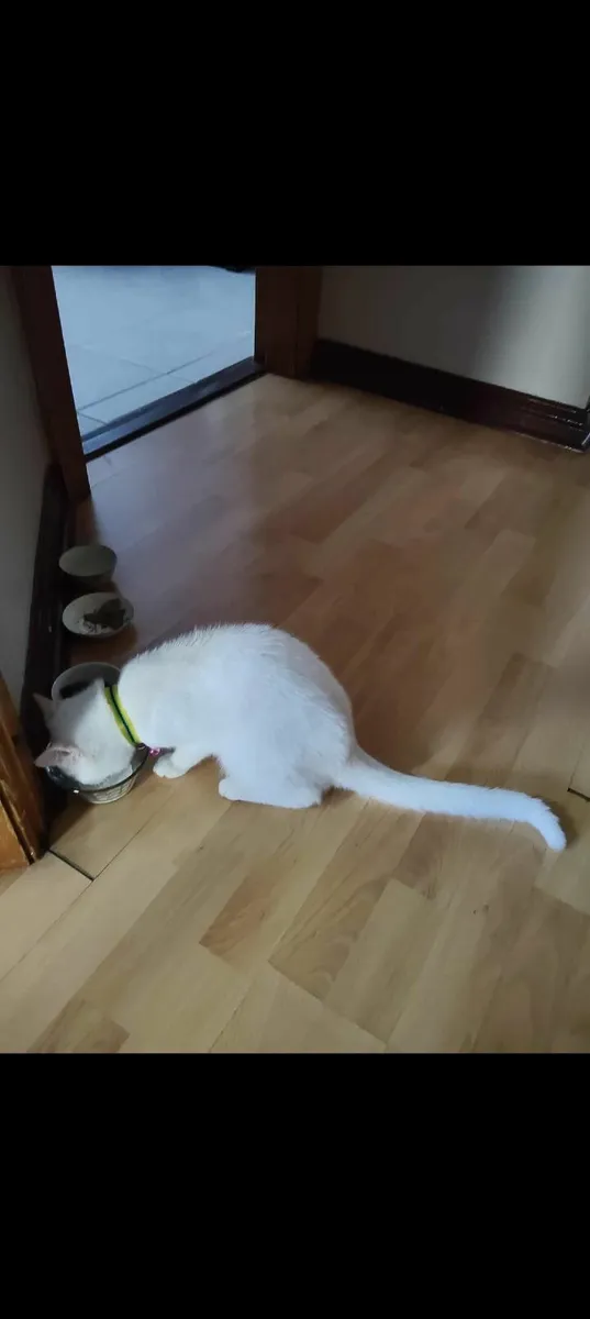 Adorable ❄️ Snowy ❄️ - Image 4