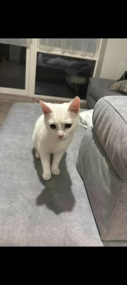 Adorable ❄️ Snowy ❄️ - Image 1