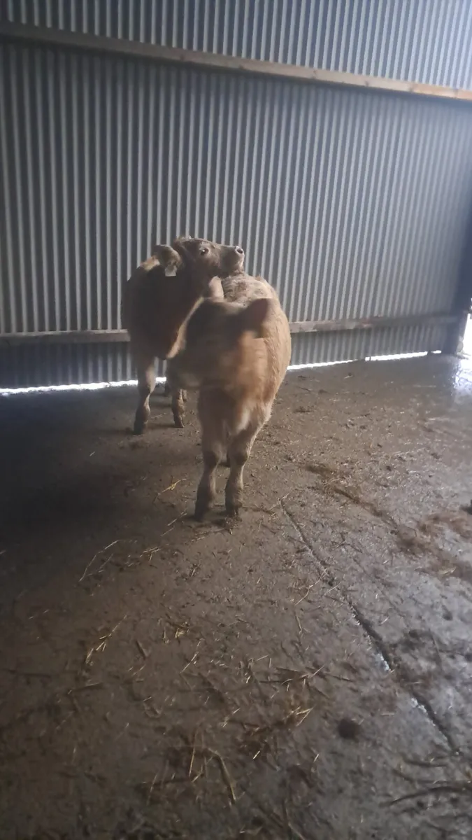 We buy all types off cattle