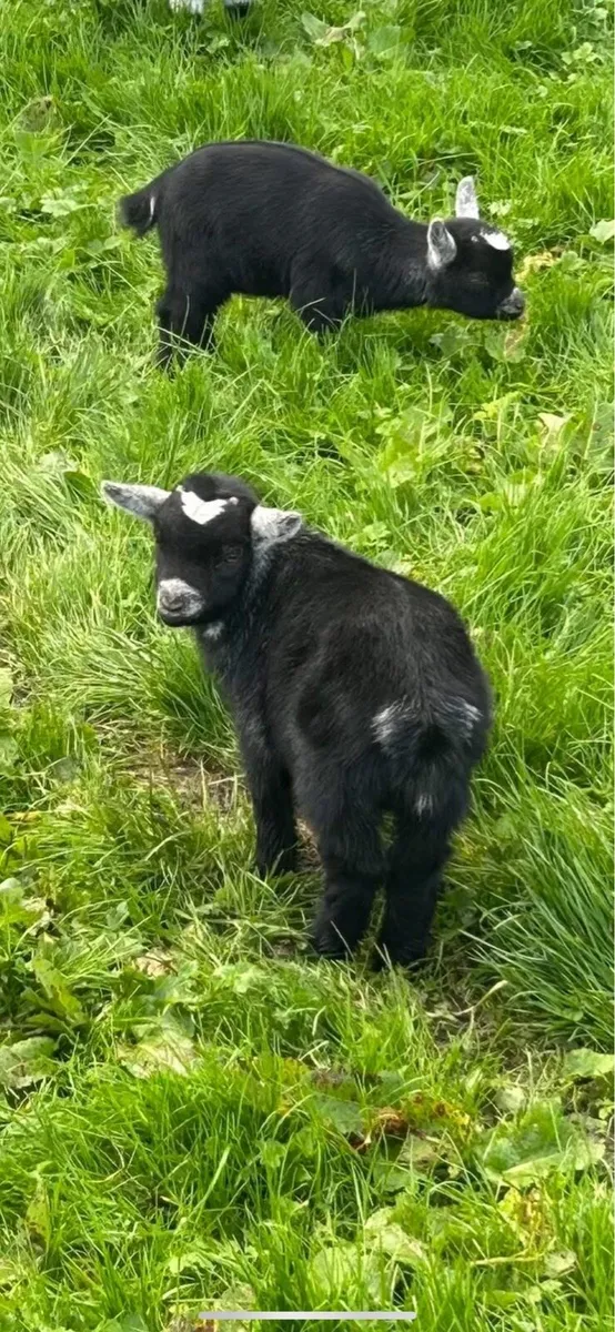 Male twin Pygmy goats - Image 1