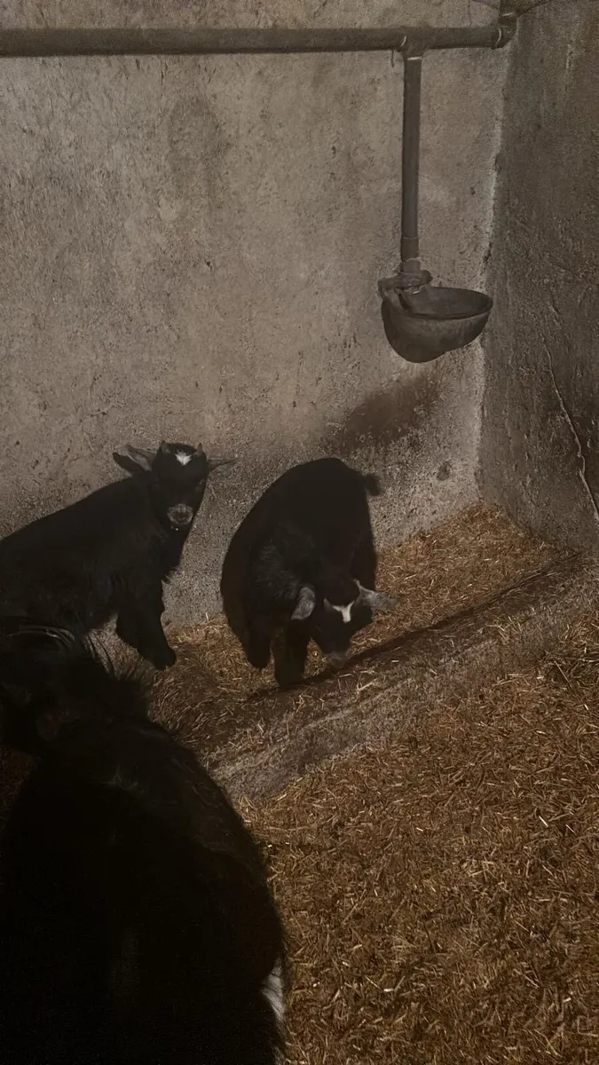 Male twin Pygmy goats - Image 2