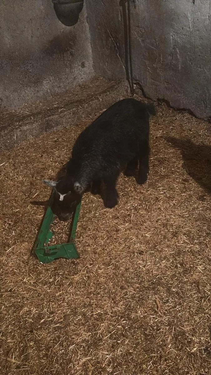 Male twin Pygmy goats - Image 3