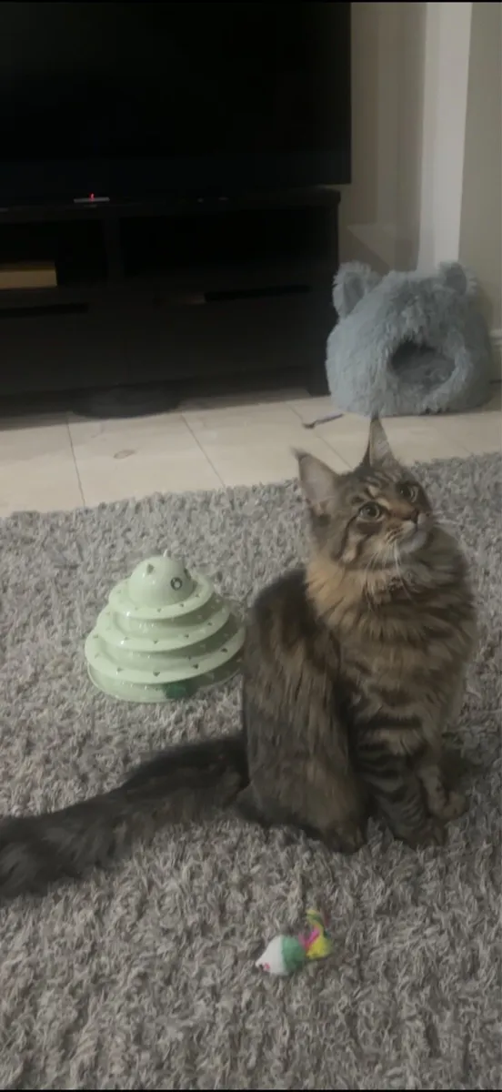 Maine coon  neutered male - Image 1