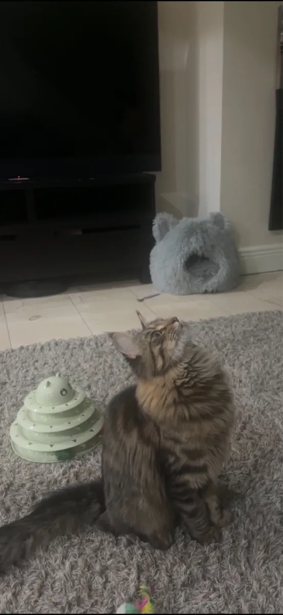 Maine coon  neutered male - Image 2