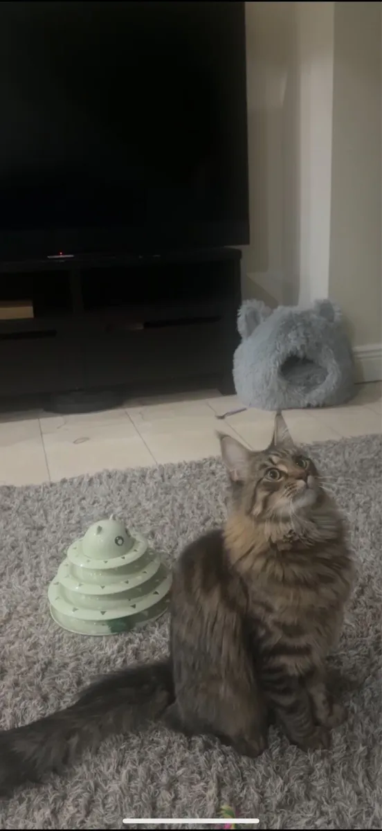 Maine coon  neutered male - Image 3