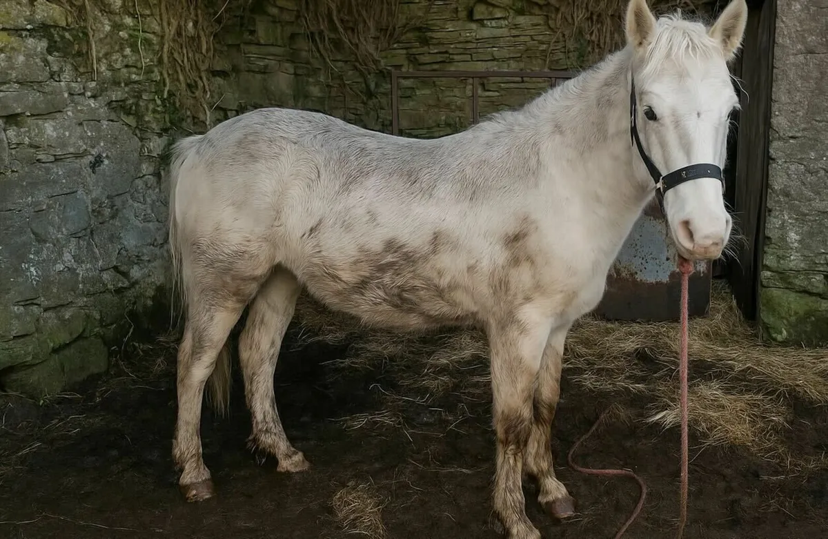 Blue Eyed cream Filly Foal - Image 2