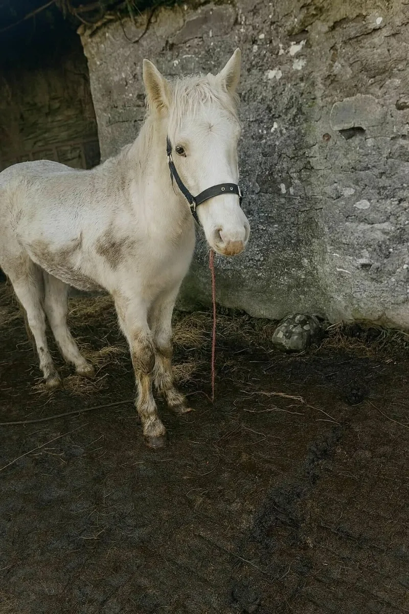 Blue Eyed cream Filly Foal - Image 1