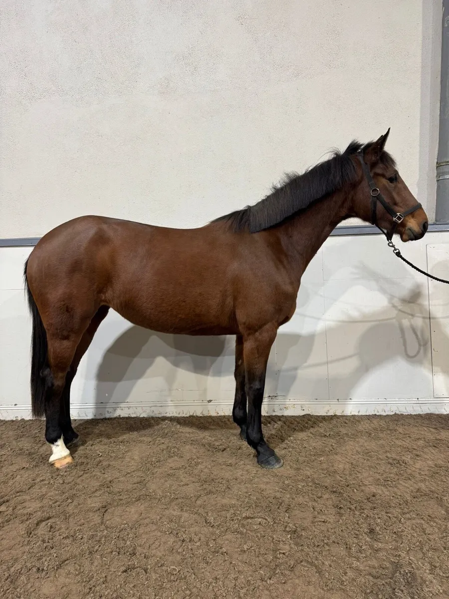 16h 3yo Filly - Image 1