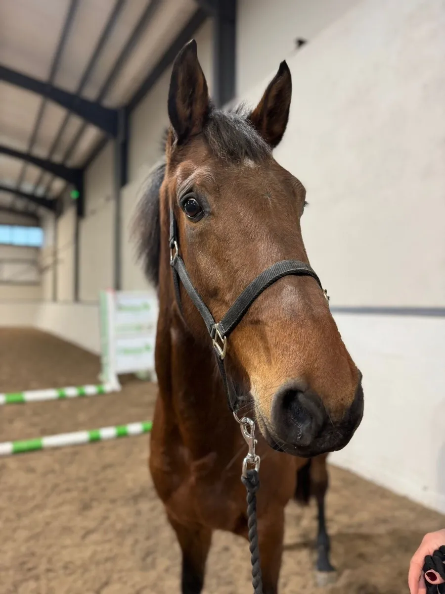 16h 3yo Filly - Image 2