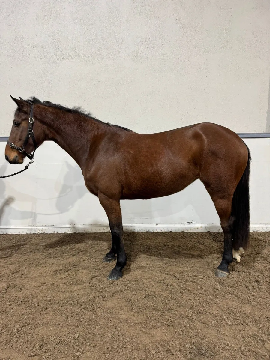 16h 3yo Filly - Image 3