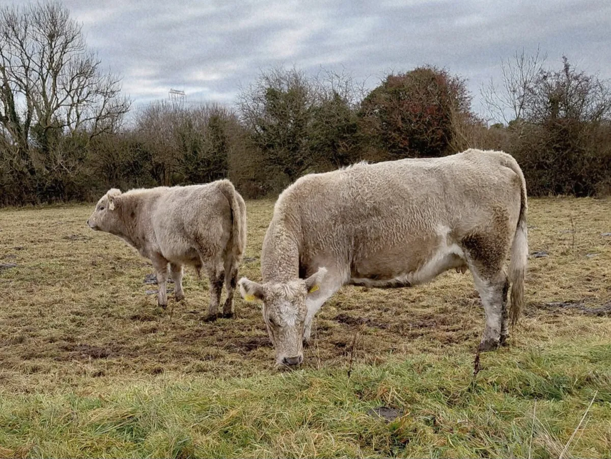 Cows with Calves for Sale - Image 1