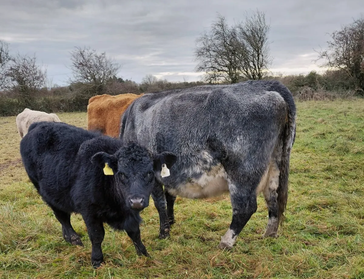 Cows with Calves for Sale - Image 2