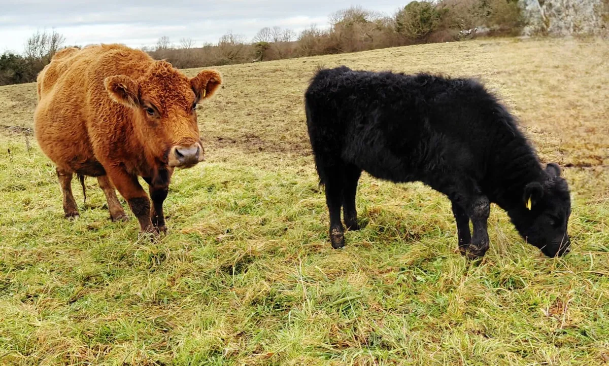Cows with Calves for Sale - Image 3