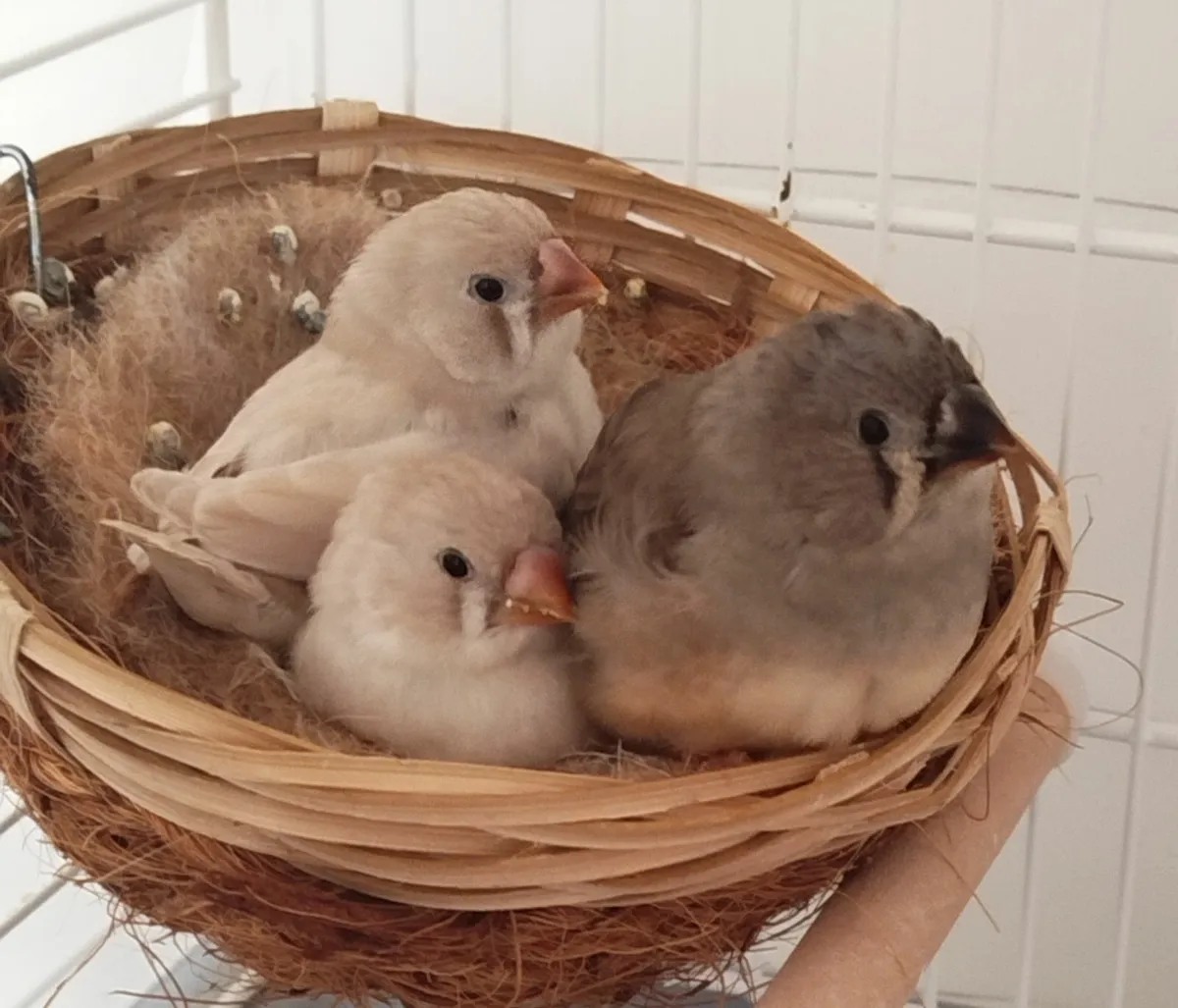 Zebra Finches - Image 2