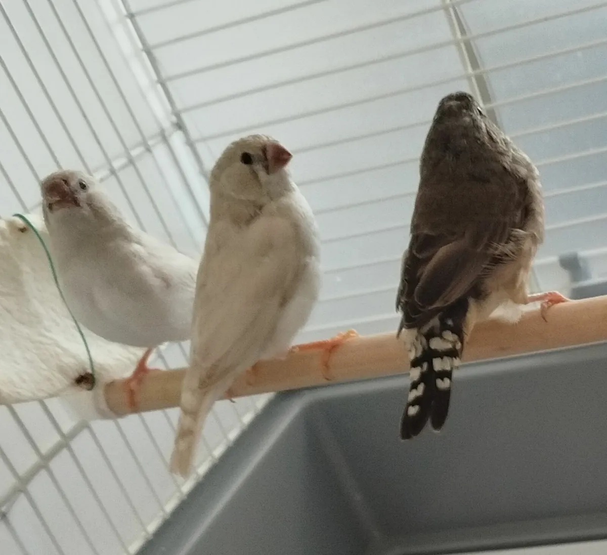 Zebra Finches - Image 3