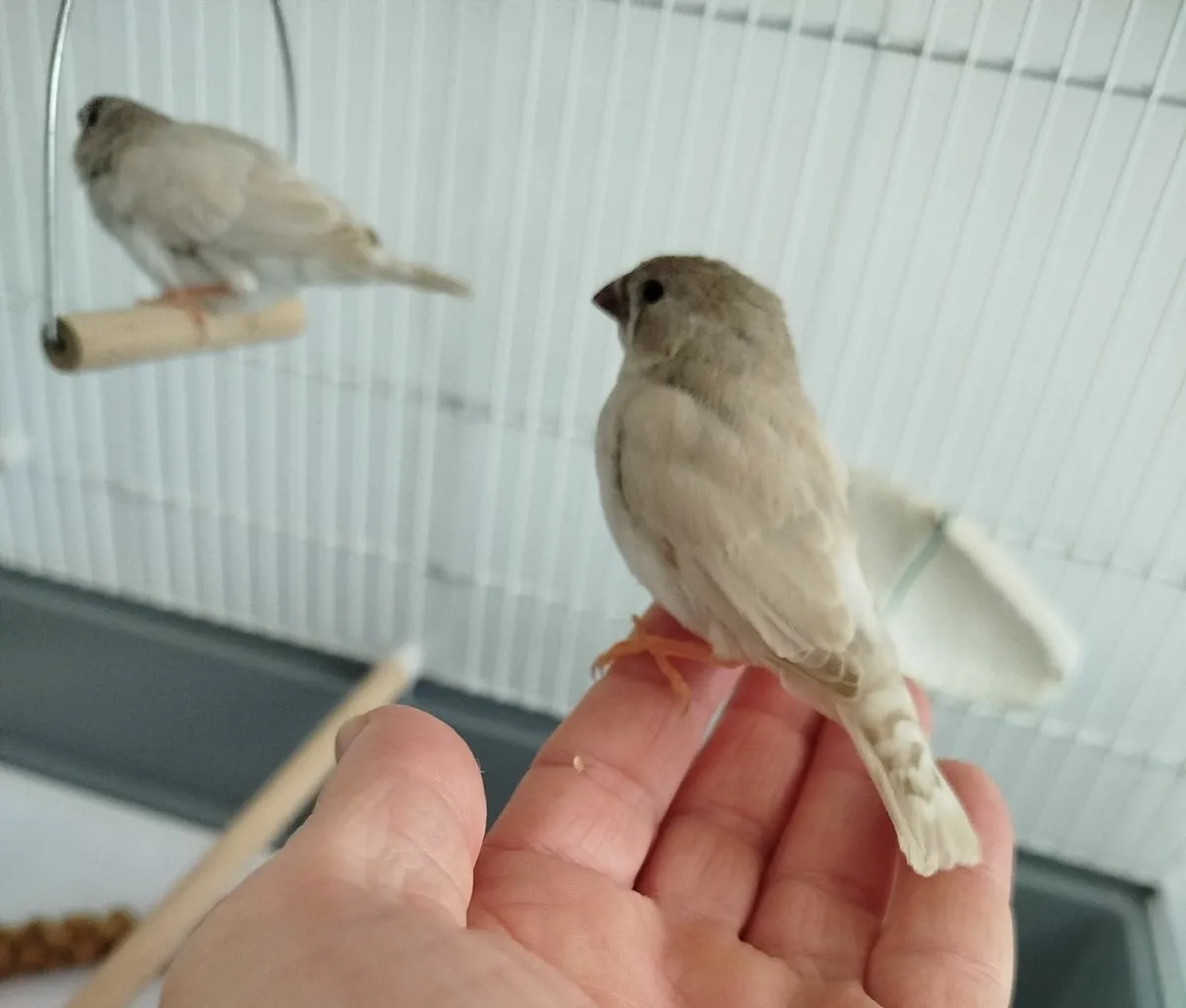 Zebra Finches - Image 4