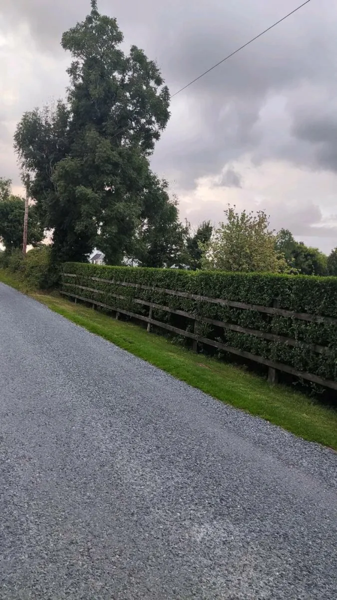 Green Beech Hedging 2ft high 1 euro - Image 2