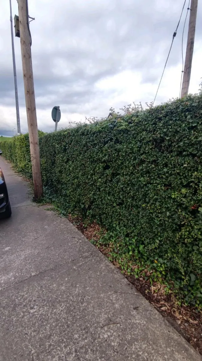 Green Beech Hedging 2ft high 1 euro - Image 3