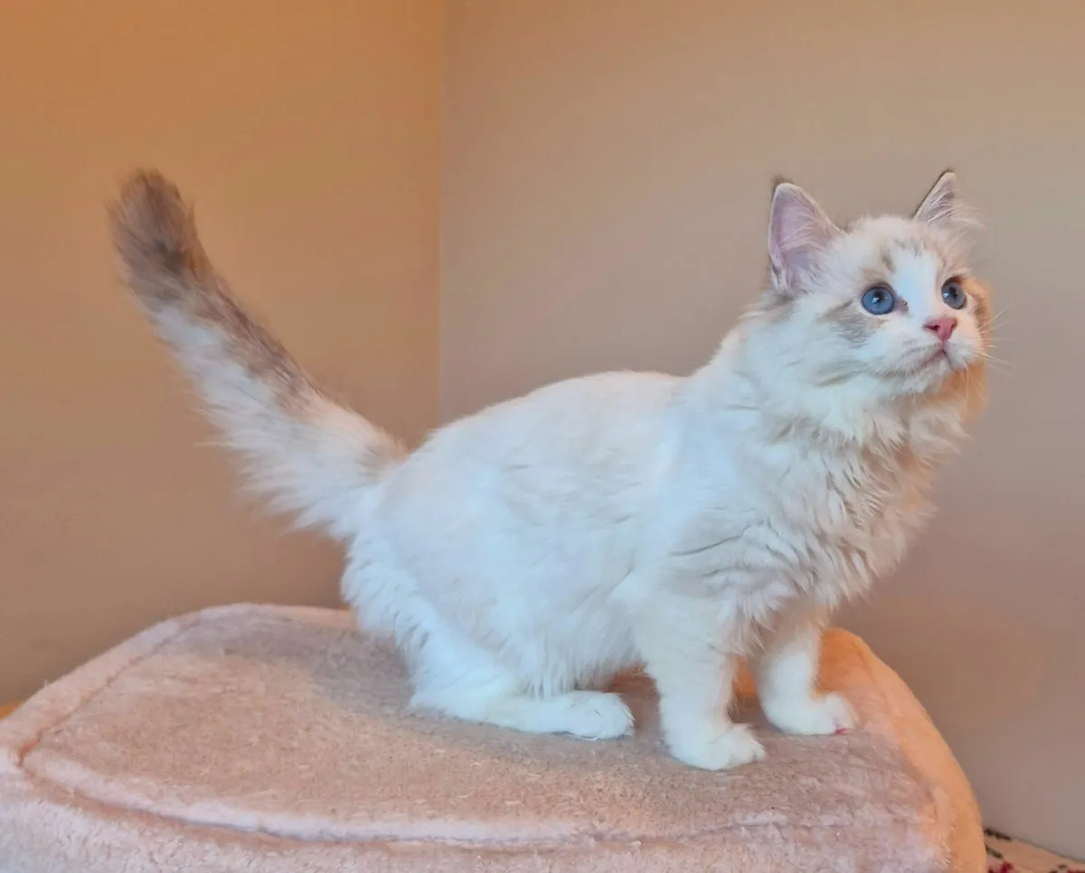 Ragdoll female gccf reg - Image 2