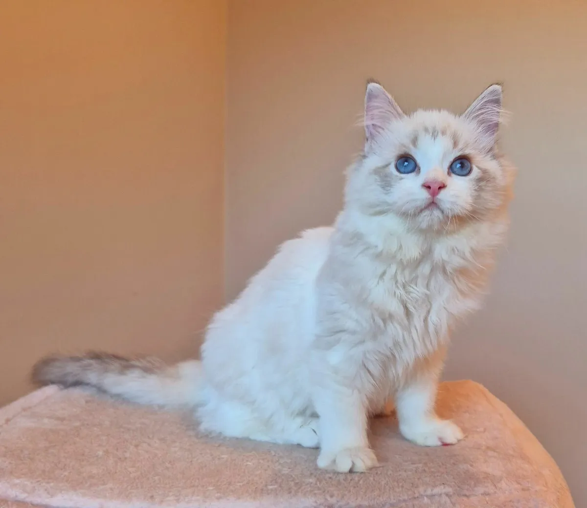 Ragdoll female gccf reg - Image 1