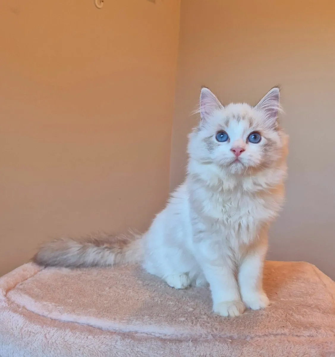 Ragdoll female gccf reg - Image 3