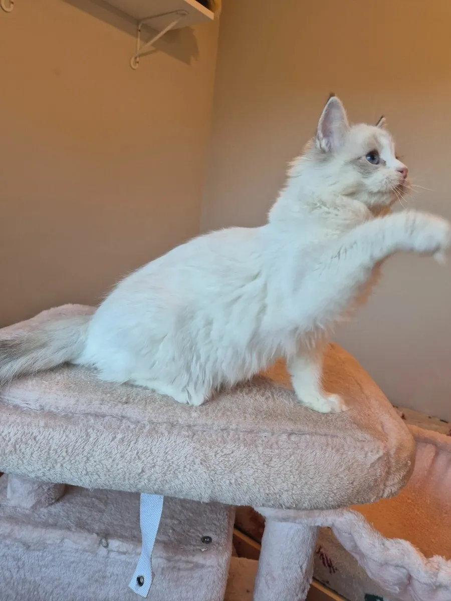 Ragdoll female gccf reg - Image 4
