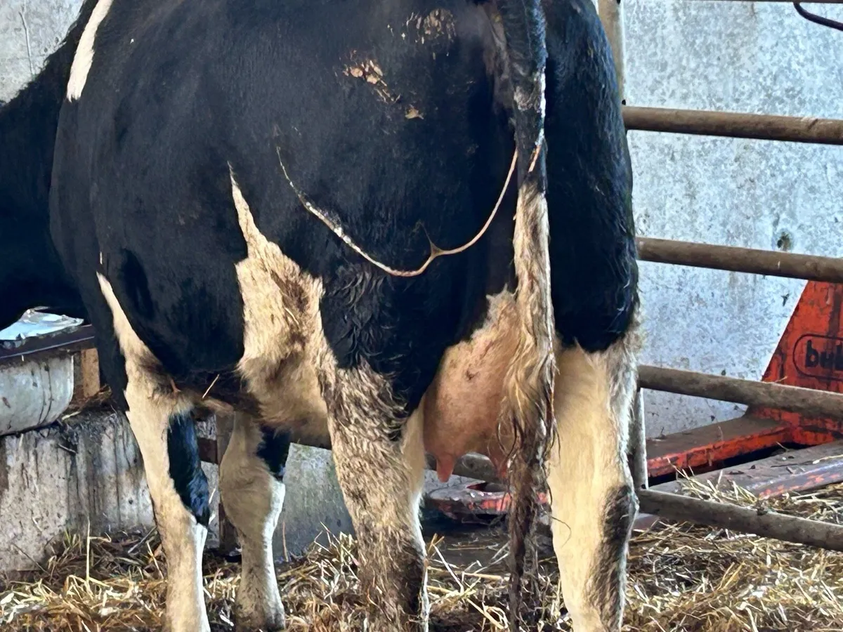 Freshly calved friesan heifer - Image 3