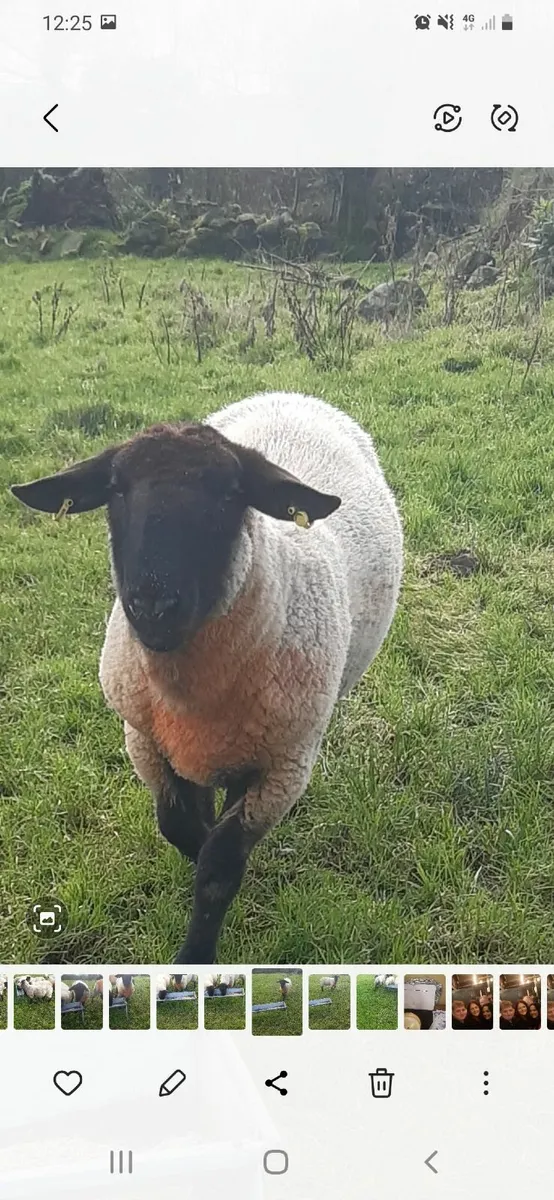 Hogget Ram - Image 1