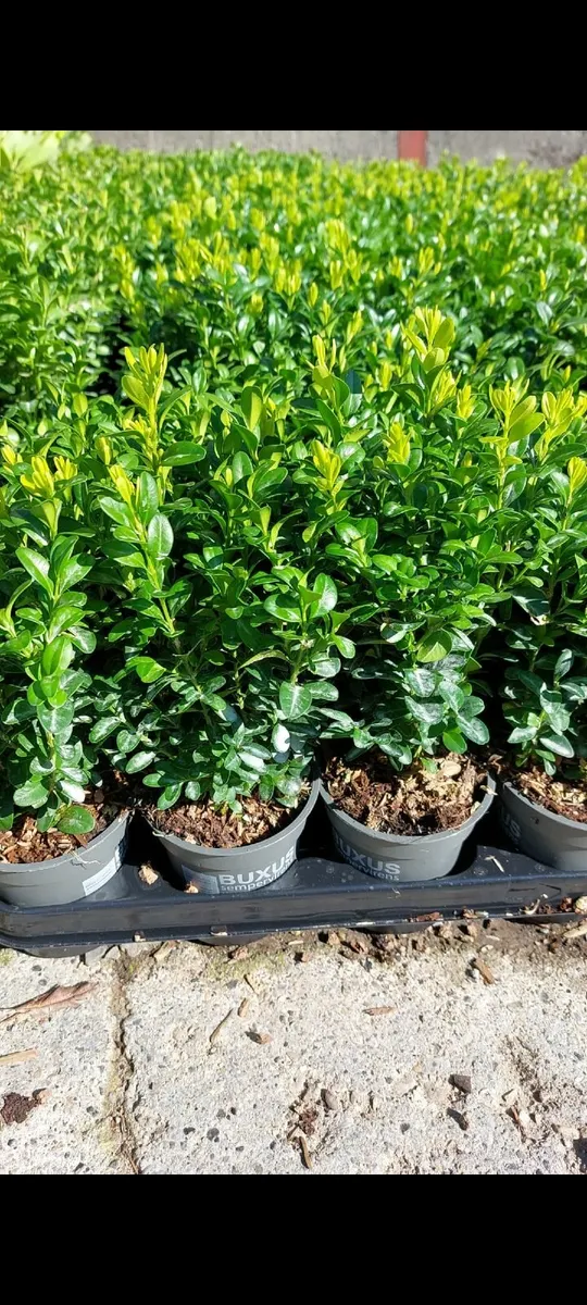 Box Hedging - Image 1