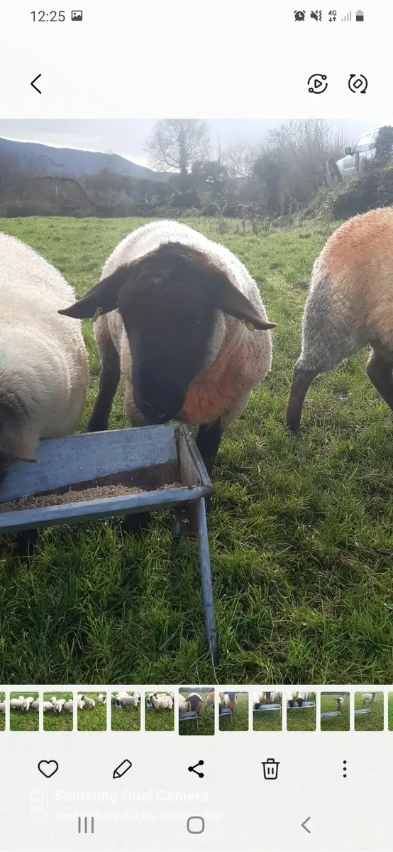 Hogget Ram - Image 2