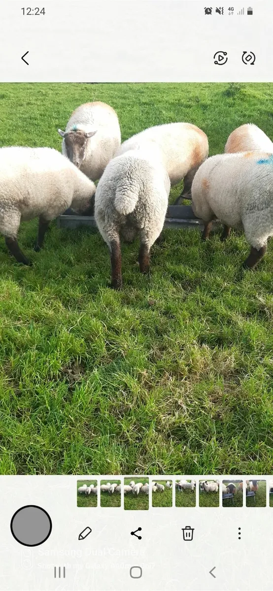 Hogget Ram - Image 3