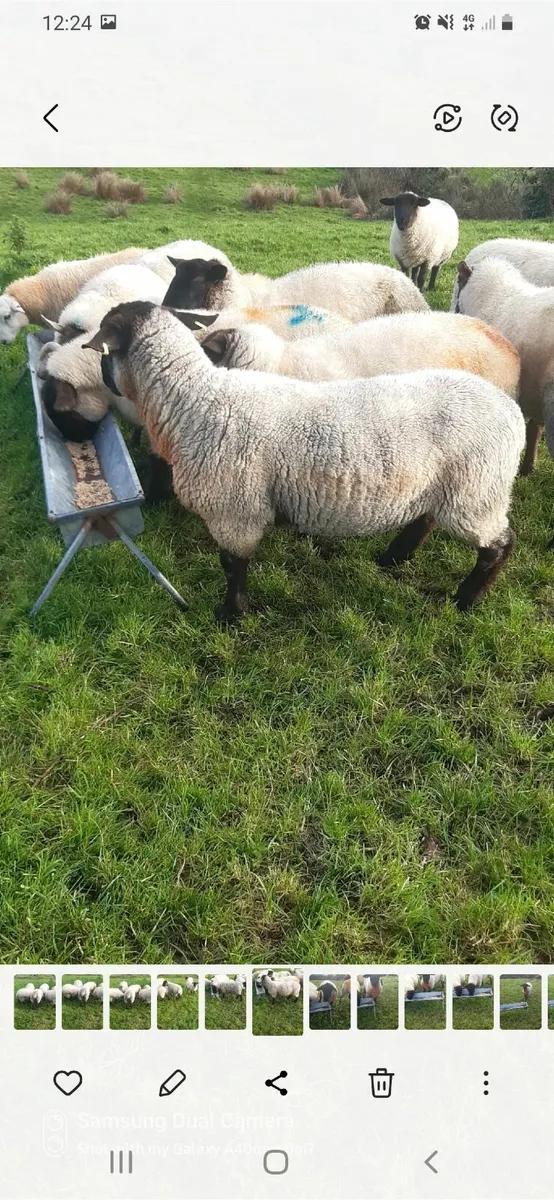 Hogget Ram - Image 4
