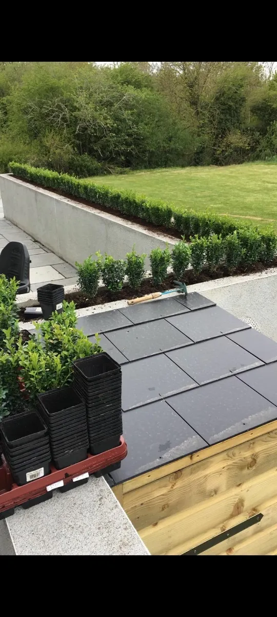 Box Hedging - Image 1