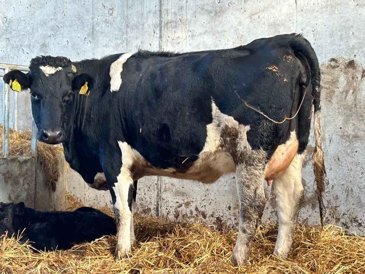 Freshly calved friesan heifer - Image 1