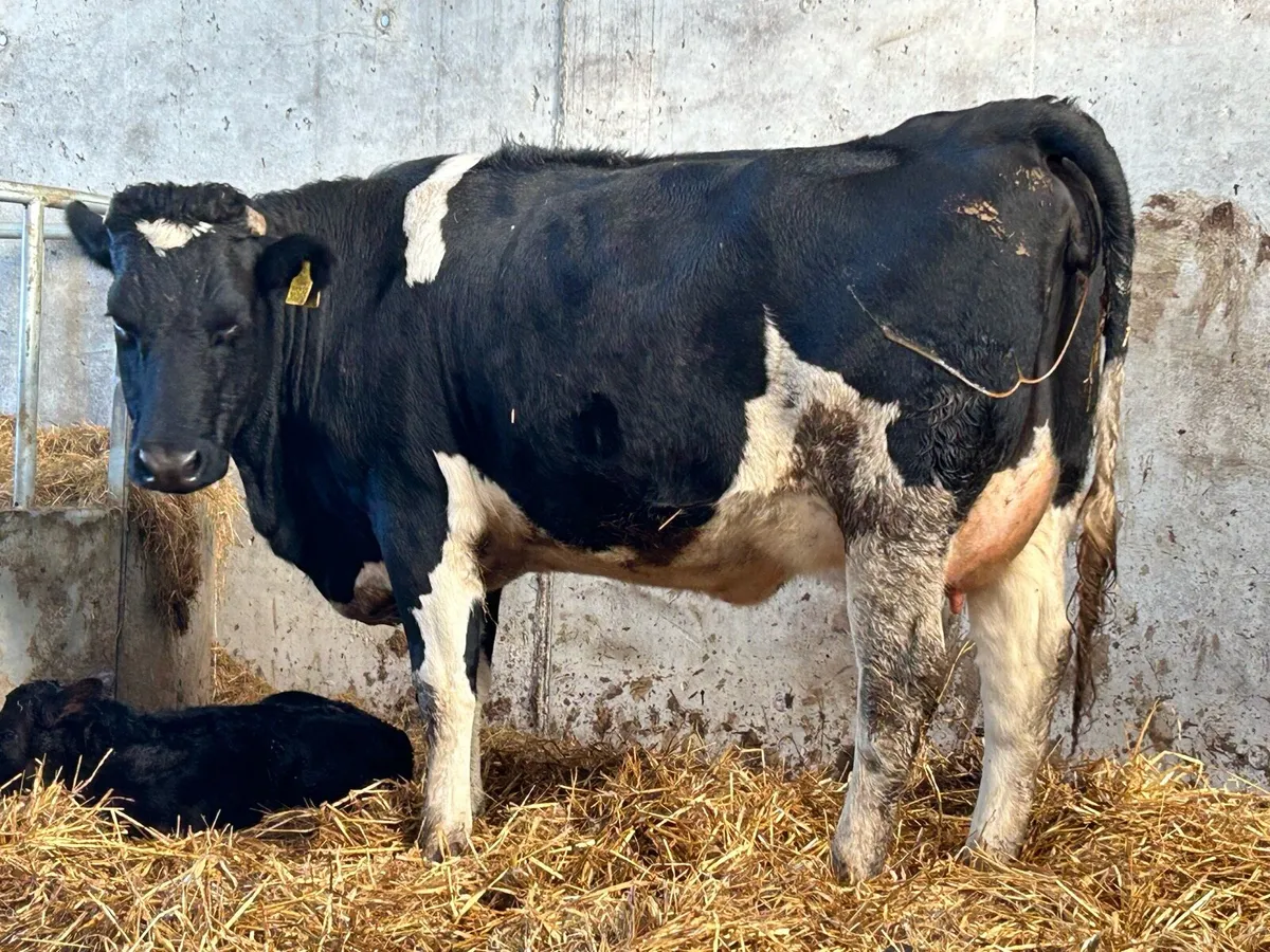 Freshly calved friesan heifer - Image 2