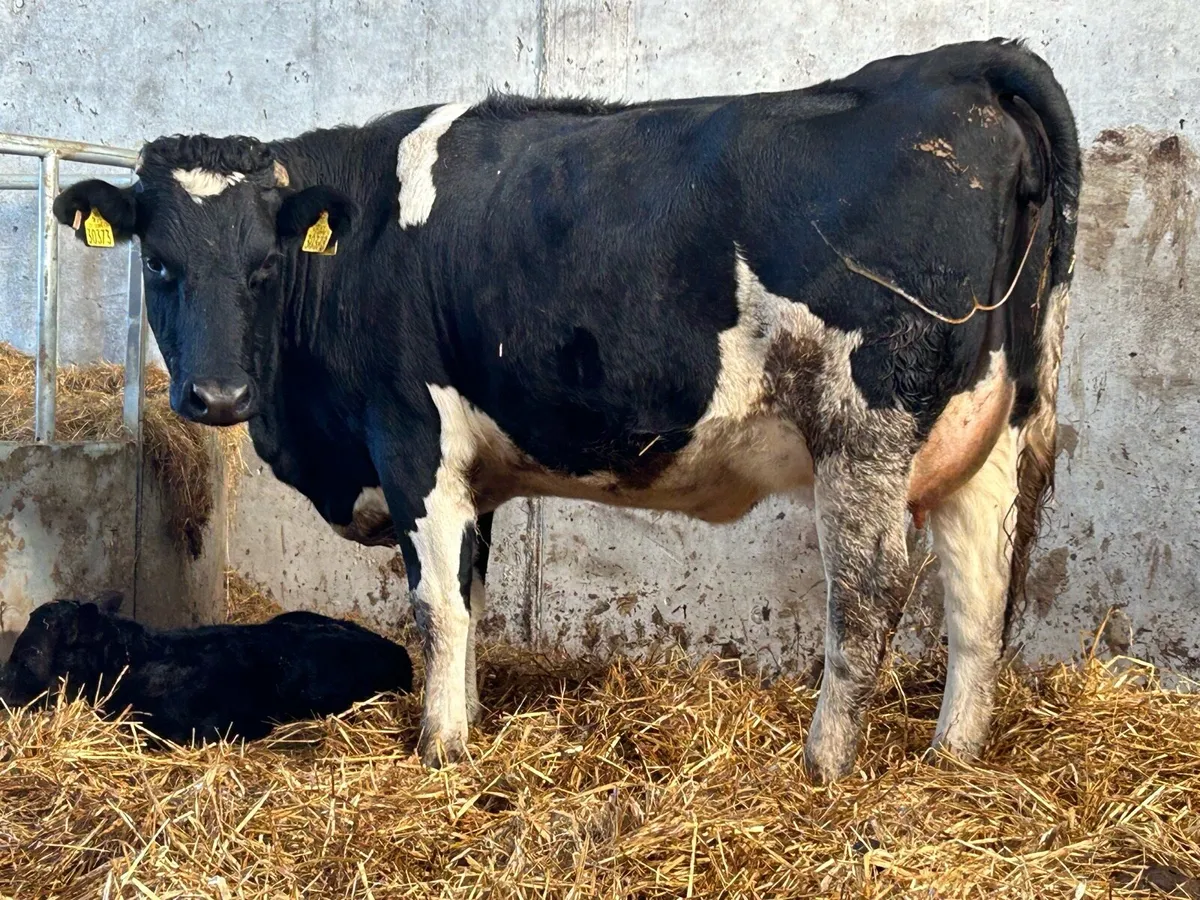 Freshly calved friesan heifer - Image 4