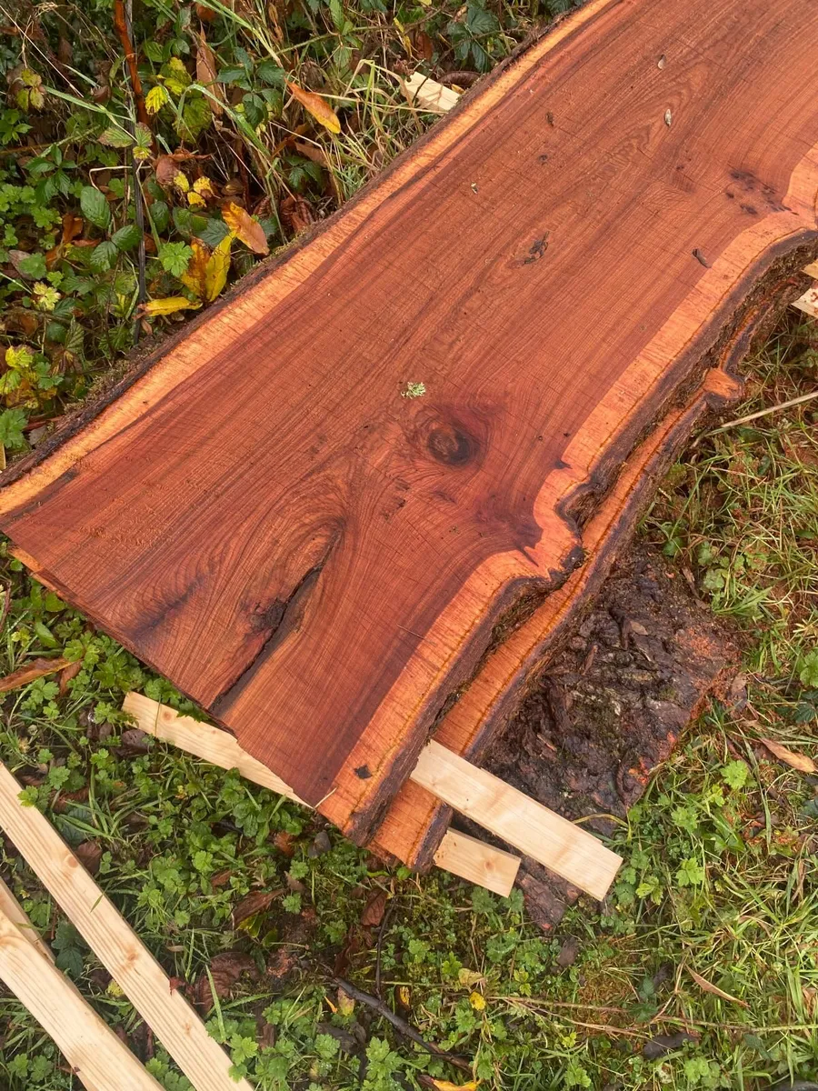 live edge elm boards - Image 1