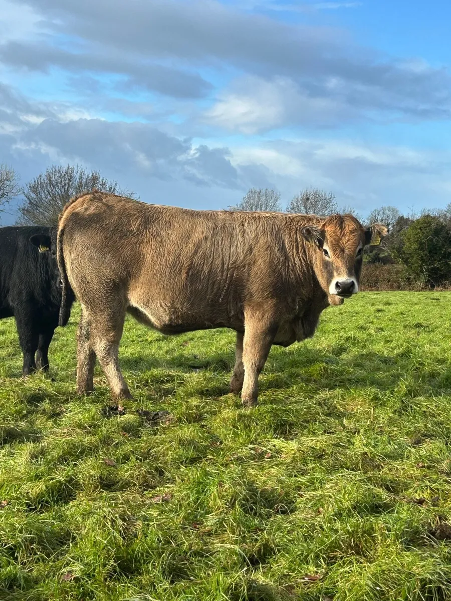 PB aubrac heifer - Image 1
