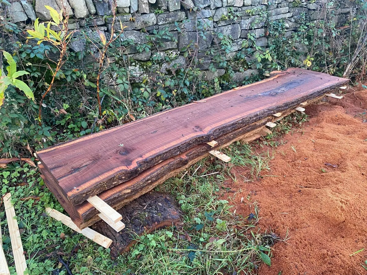 live edge elm boards - Image 2