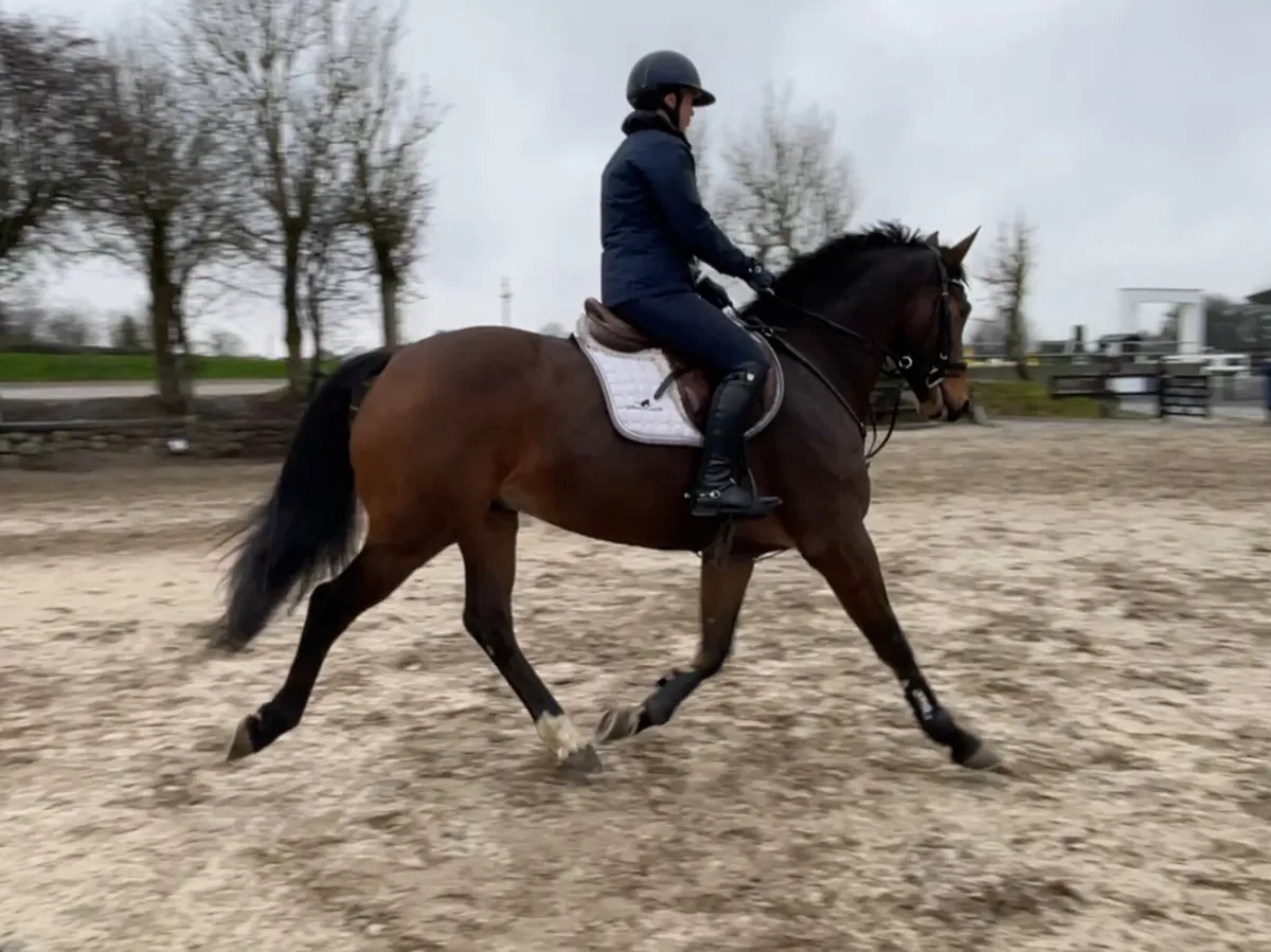 5yr old 16.2 gelding by Ideal De La Loge - Image 1