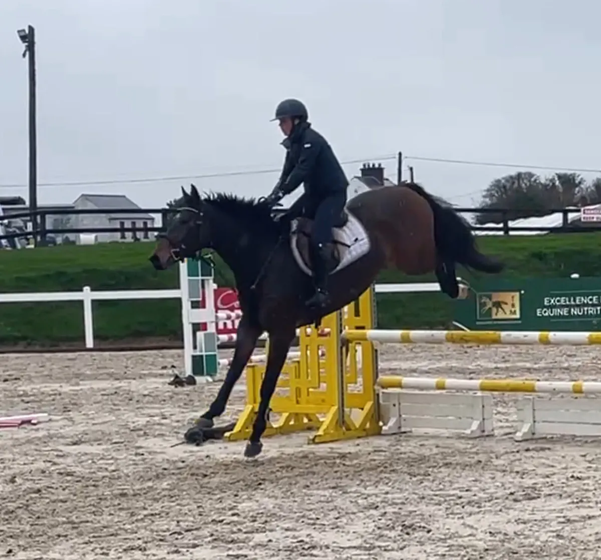 5yr old 16.2 gelding by Ideal De La Loge - Image 2