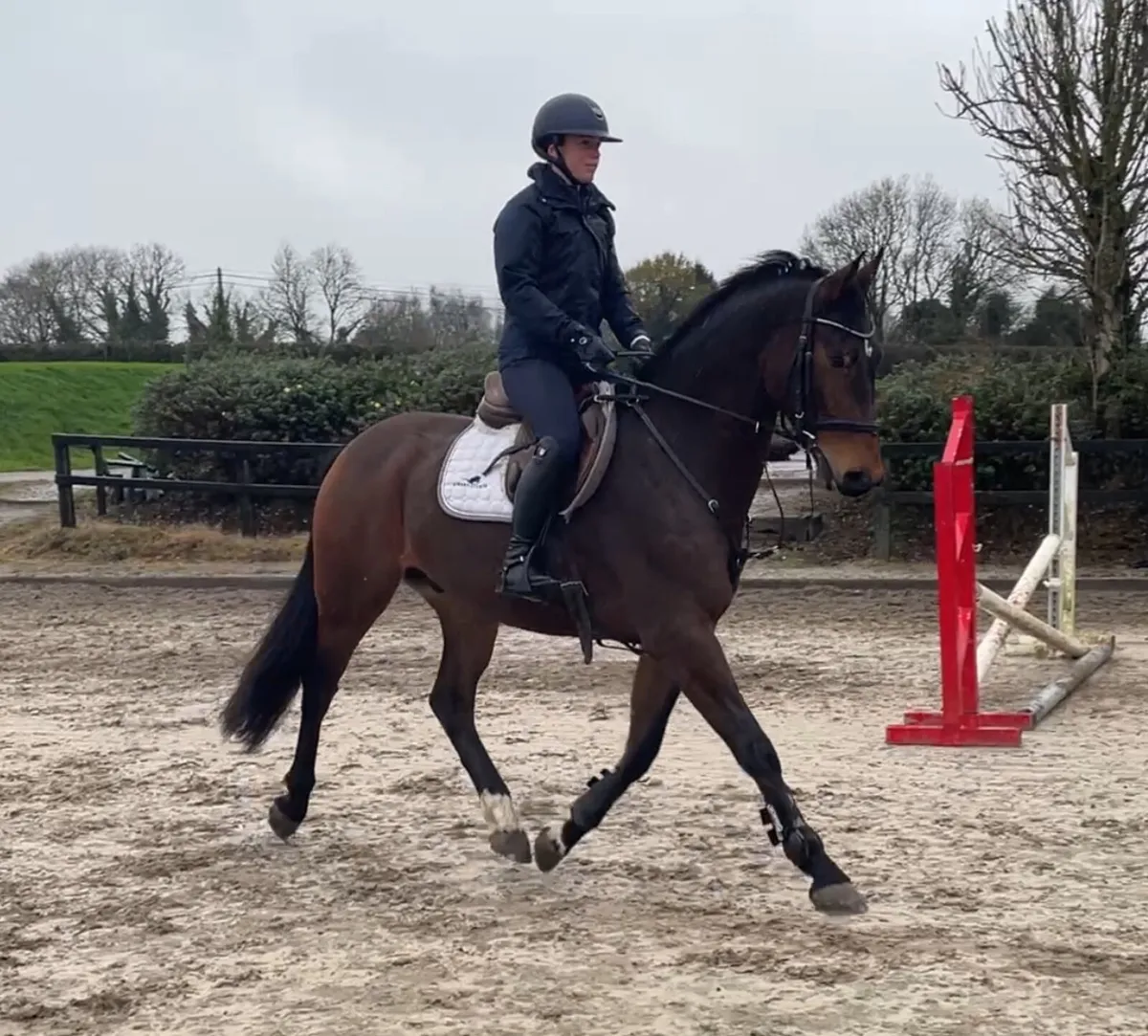 5yr old 16.2 gelding by Ideal De La Loge - Image 3