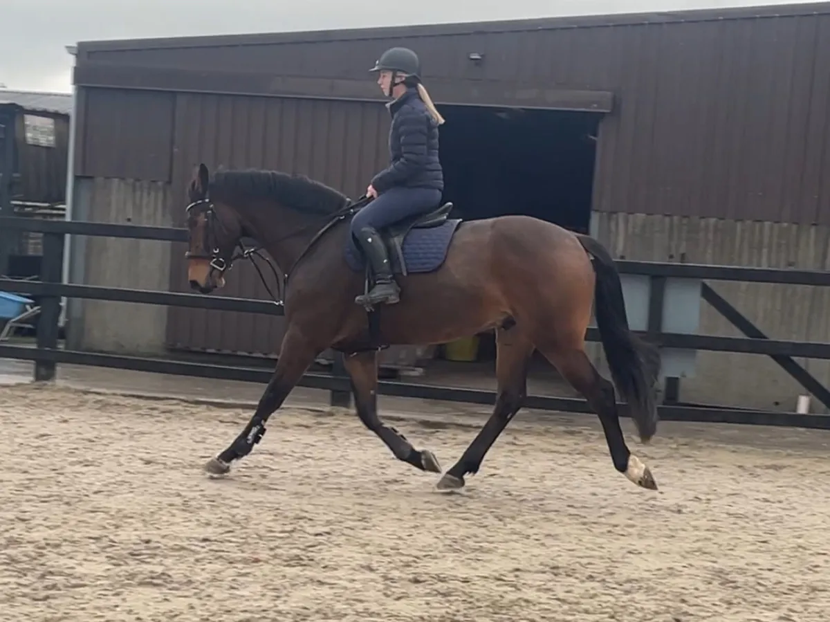 5yr old 16.2 gelding by Ideal De La Loge - Image 4