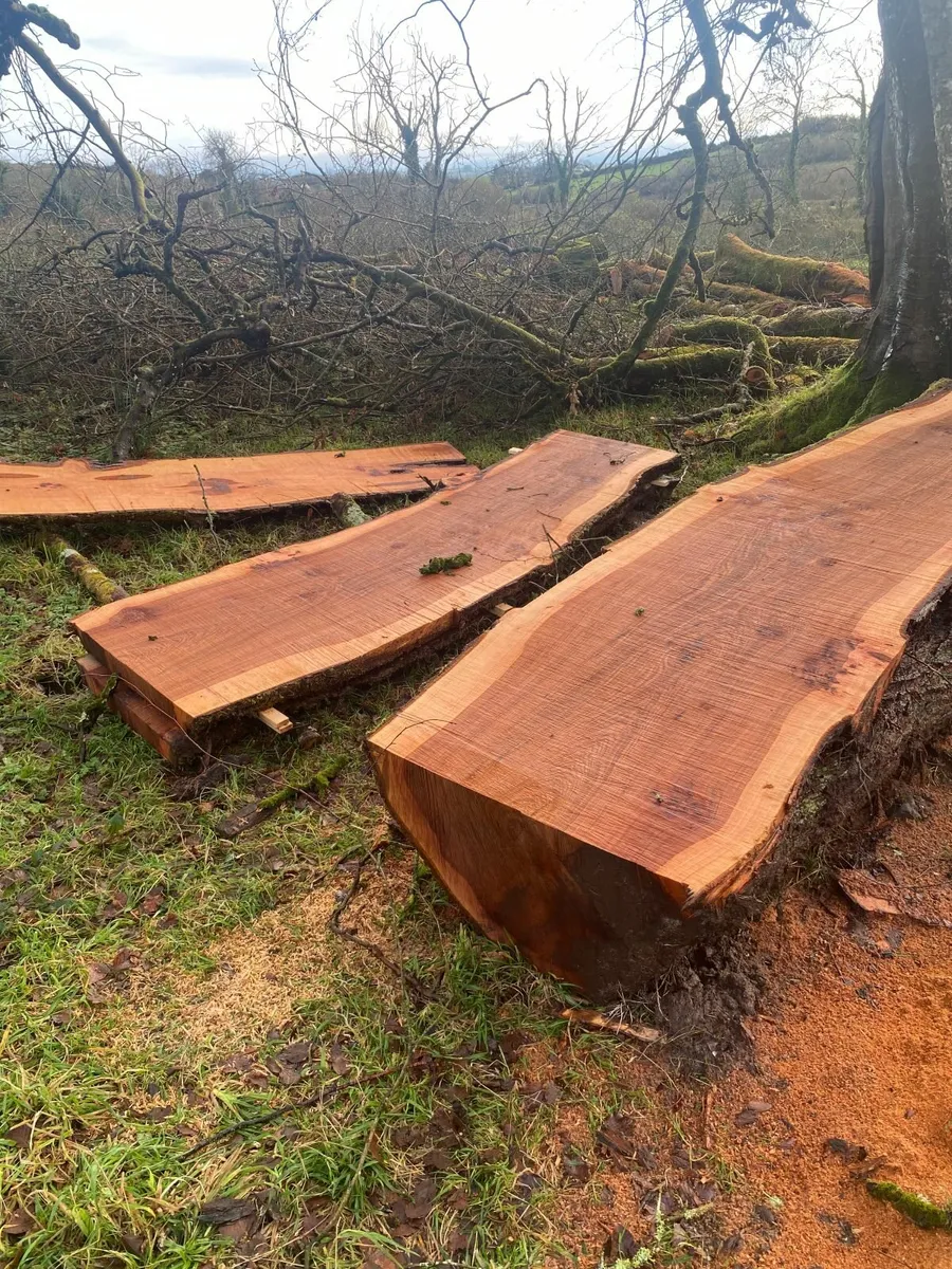 live edge elm boards - Image 3